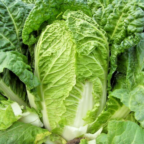 600+MICHIHILI Cabbage Seeds Organic Asian Spring Fall Vegetable Garden Container
