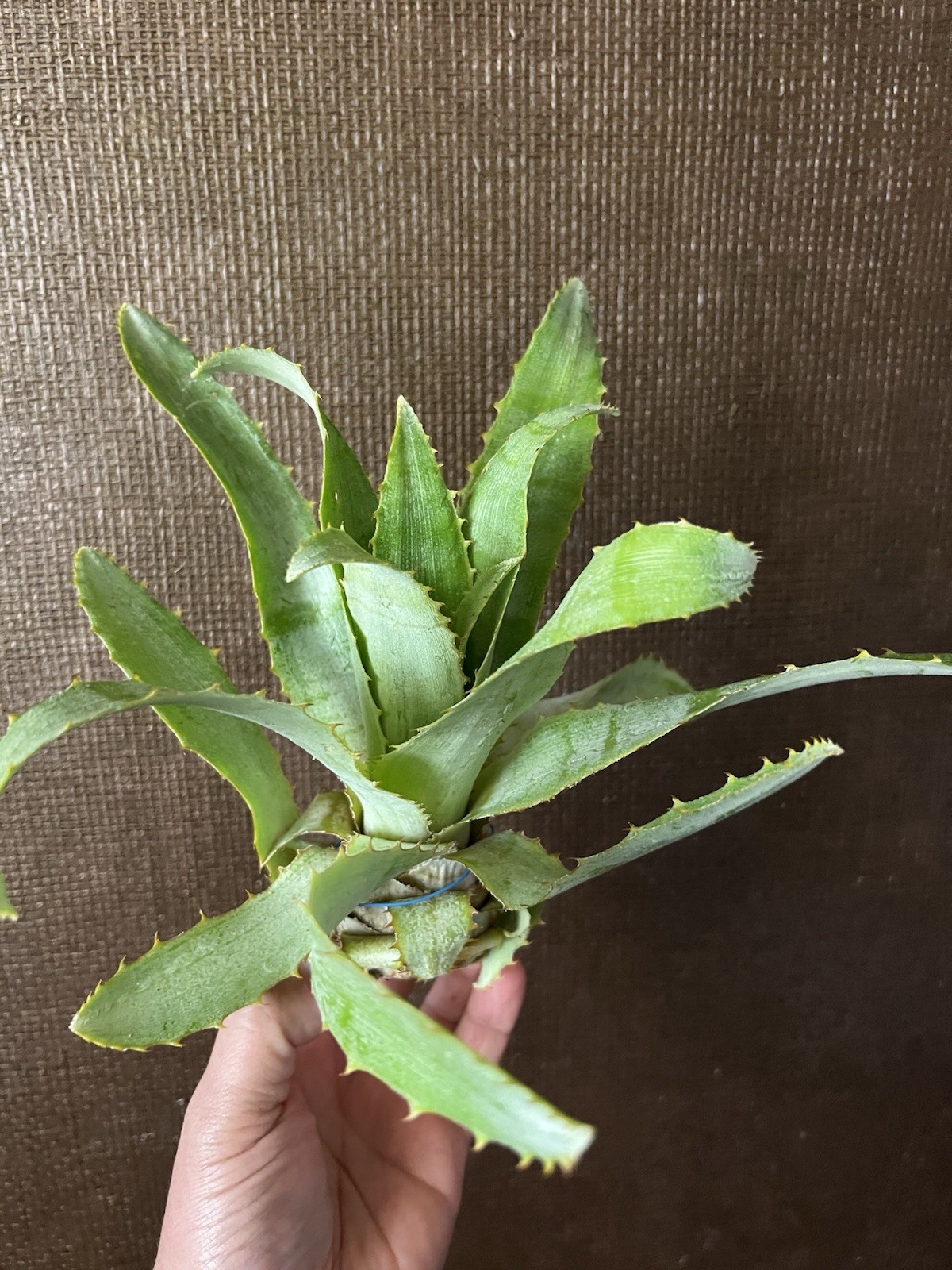 BROMELIA MICHAELII