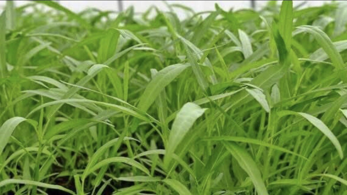 50+ SEEDS- Rau muống, Water Spinach seeds , Ong Choy, KangKong , kōng xīn cài,