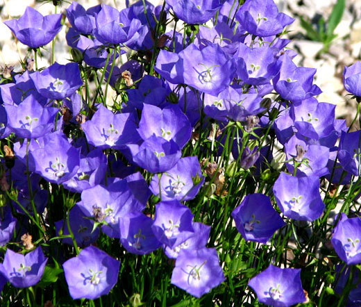 BELLFLOWER TUSSOCK BLUE Campanula Carpatica – 1,000 Seeds