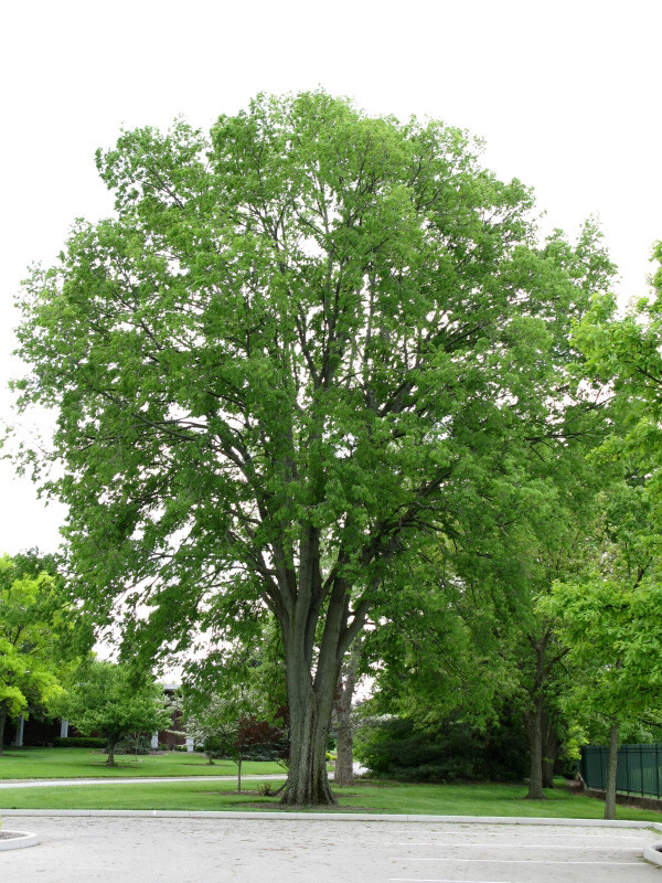 Hackberry, Celtis occidentalis, Tree Seeds (Fast, Hardy, Fall Color, Edible)