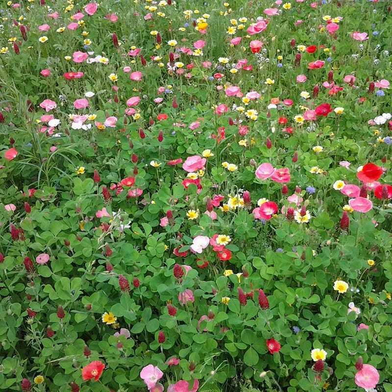 Wildflower Mix BUTTERFLY & HUMMINGBIRD Heirloom Flowers USA Non-GMO 1000+ Seeds!