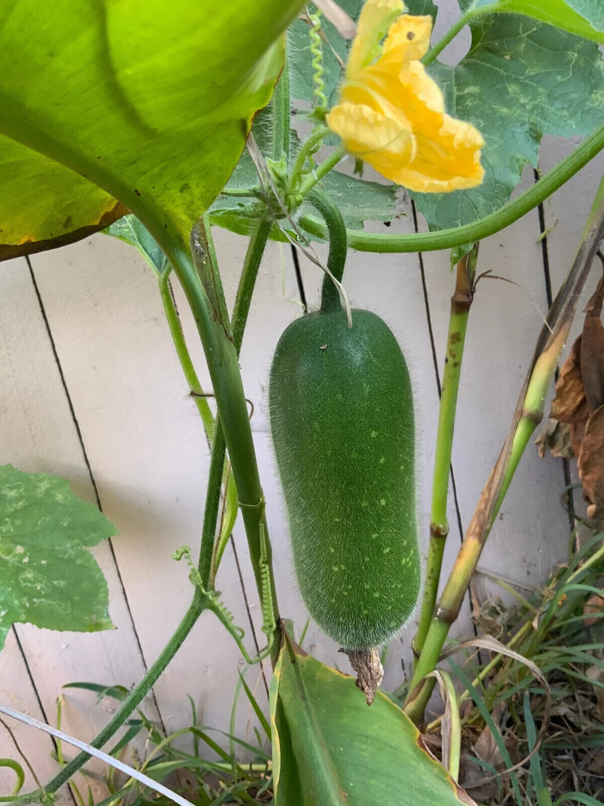 FUZZY GOURD, HAIRY GOURD, JOINTED GOURD SEEDS, BÍ ĐAO CHANH (10 pcs)