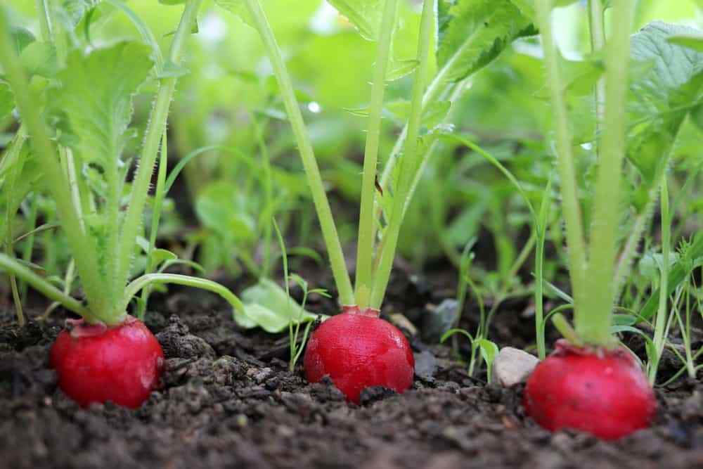 Radish Champion HEIRLOOM 200+ Seeds 100% Organic Non GMO Grown In USA