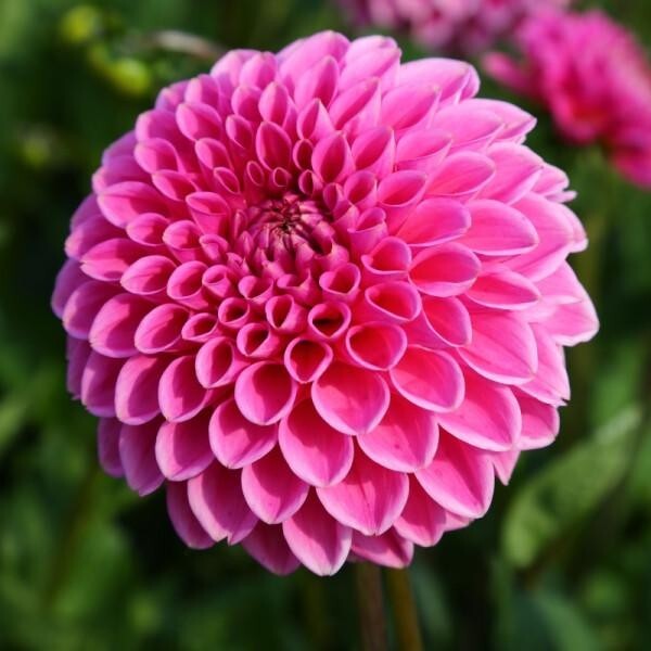4 Dahlia Tubers : Lady Darlene, Lavender Perfection, Mingus Alex & Sandra