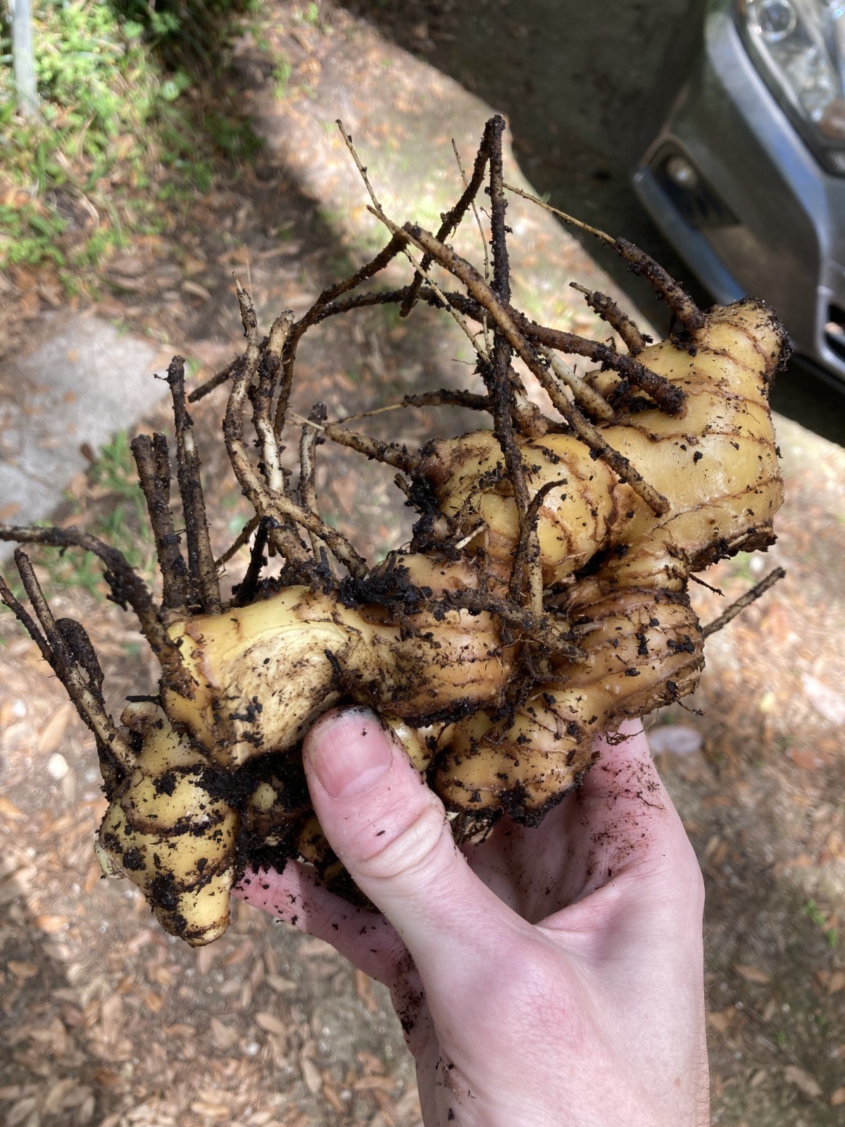 Pick your own Giant SHAMPOO GINGER SAPLINGS + RHIZOME FROM PHOTOS!