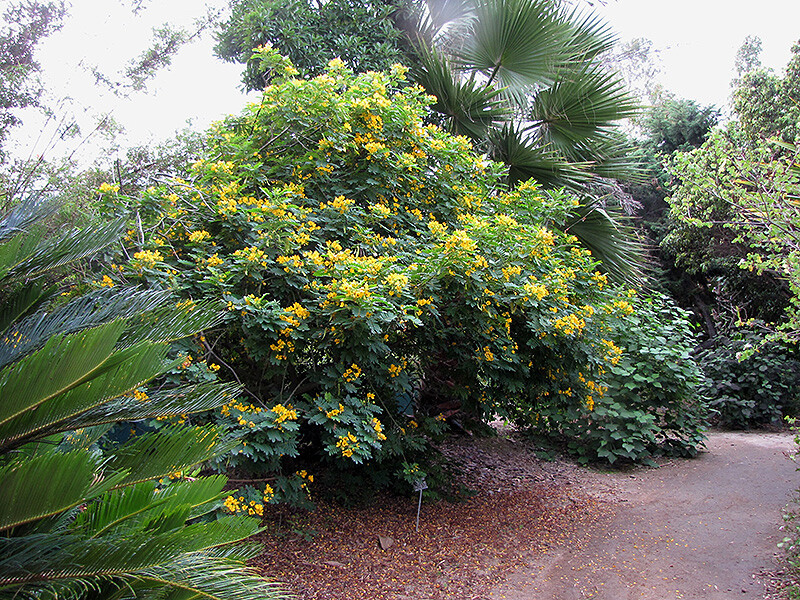 Cassia Glauca 20 Seeds, Scrambled Egg Shrub Tree Bush Senna Surattensis