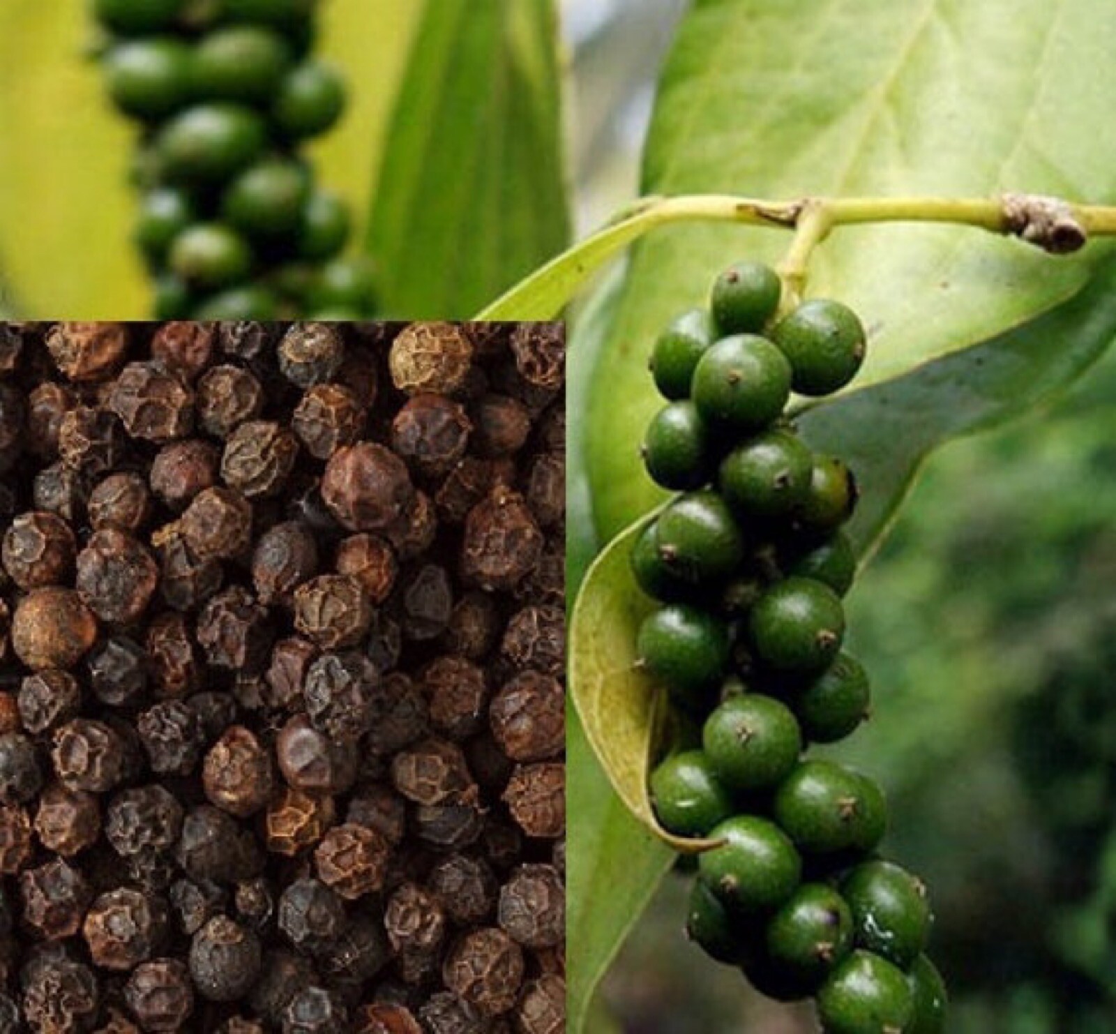 Black Pepper starter plant (Piper nigrum) 2.5” pot size.