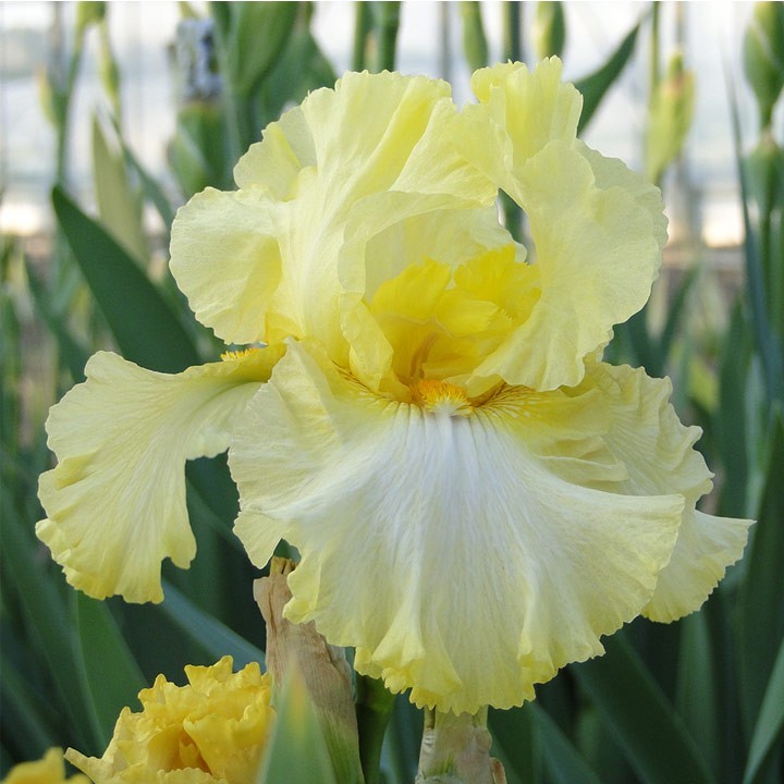 10 starter Plants Summer Olympics Reblooming Tall Bearded Iris Freshly Dug