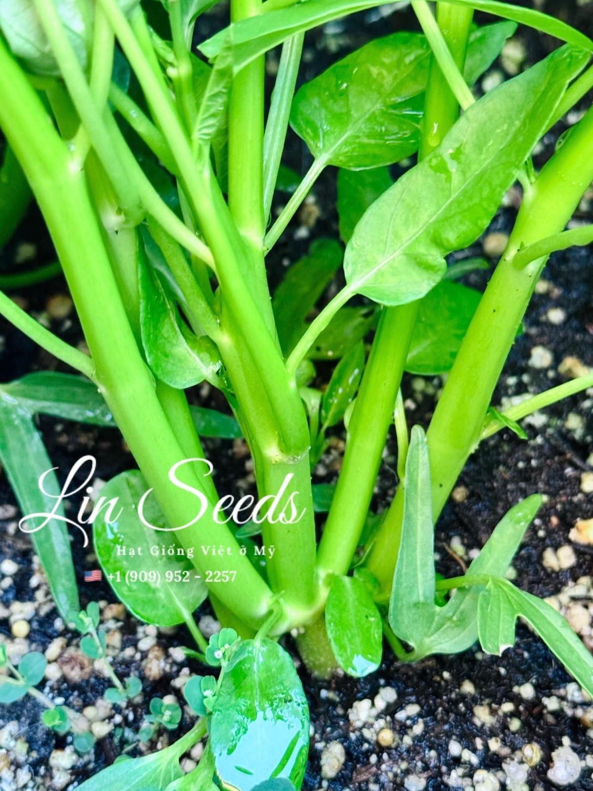 1KG Thai Water Spinach Seeds-Rau Muong Sieu Dot Thai, Kangkong Ongchoy-US Seller