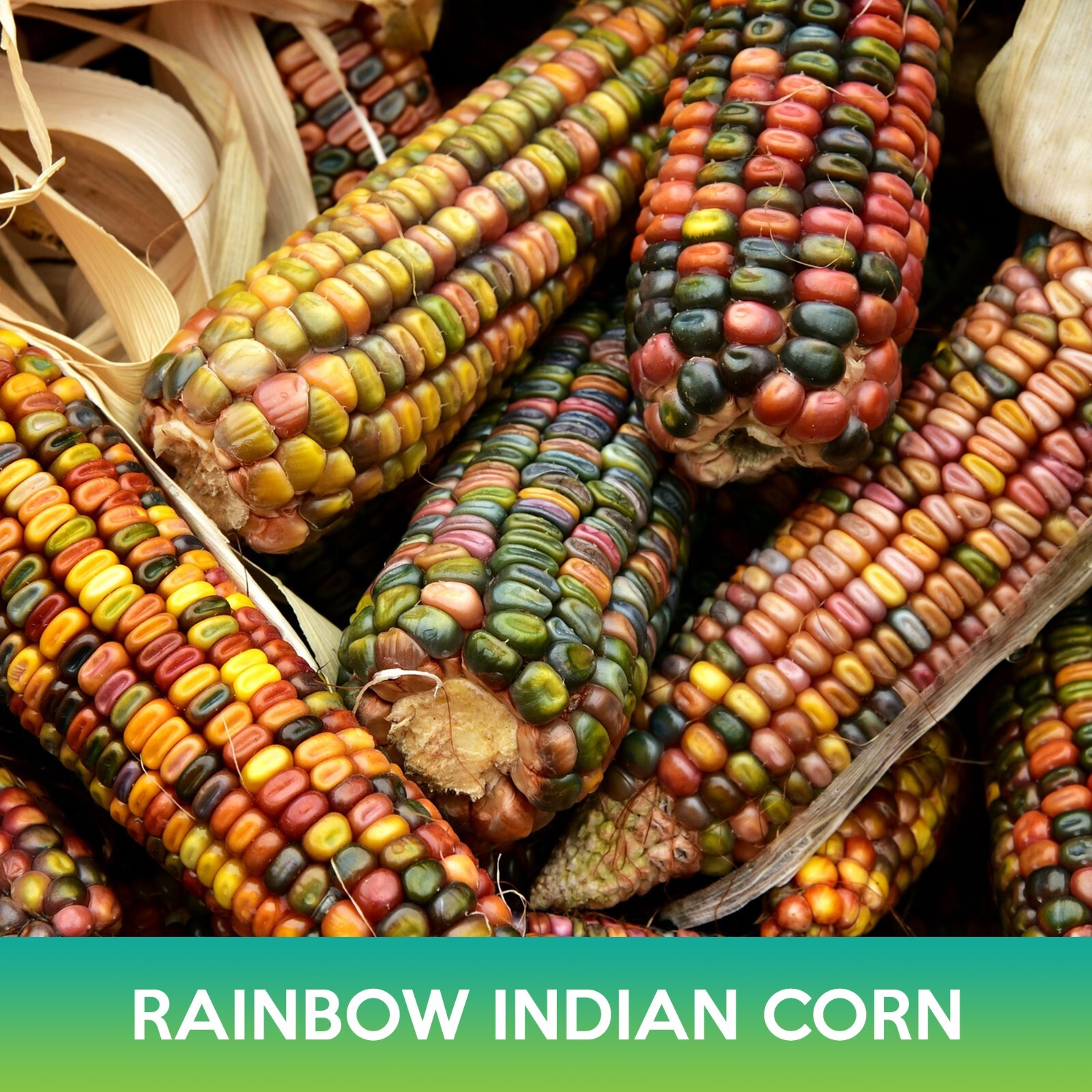 Rainbow Indian Corn Seeds, Flint Corn