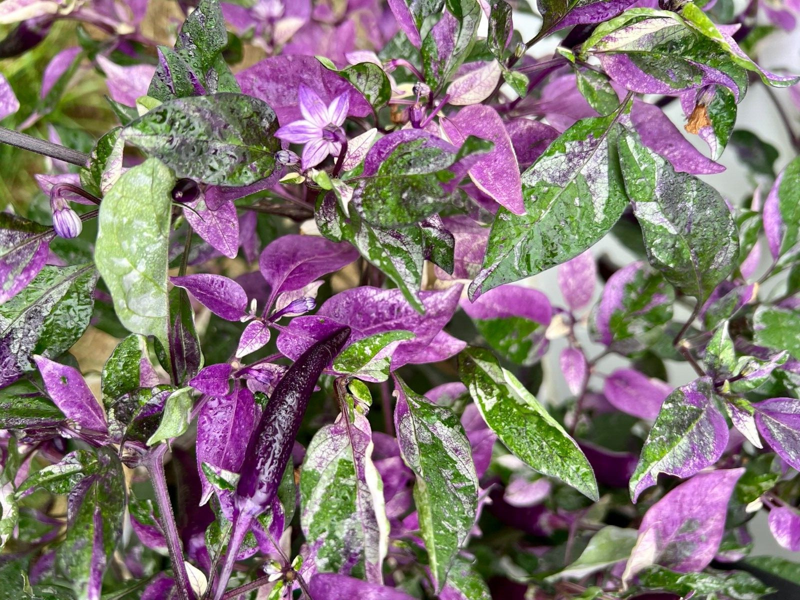 Dreamcatcher x Jalapeno Farmers Market Potato- Variegated Unique Pepper Seeds