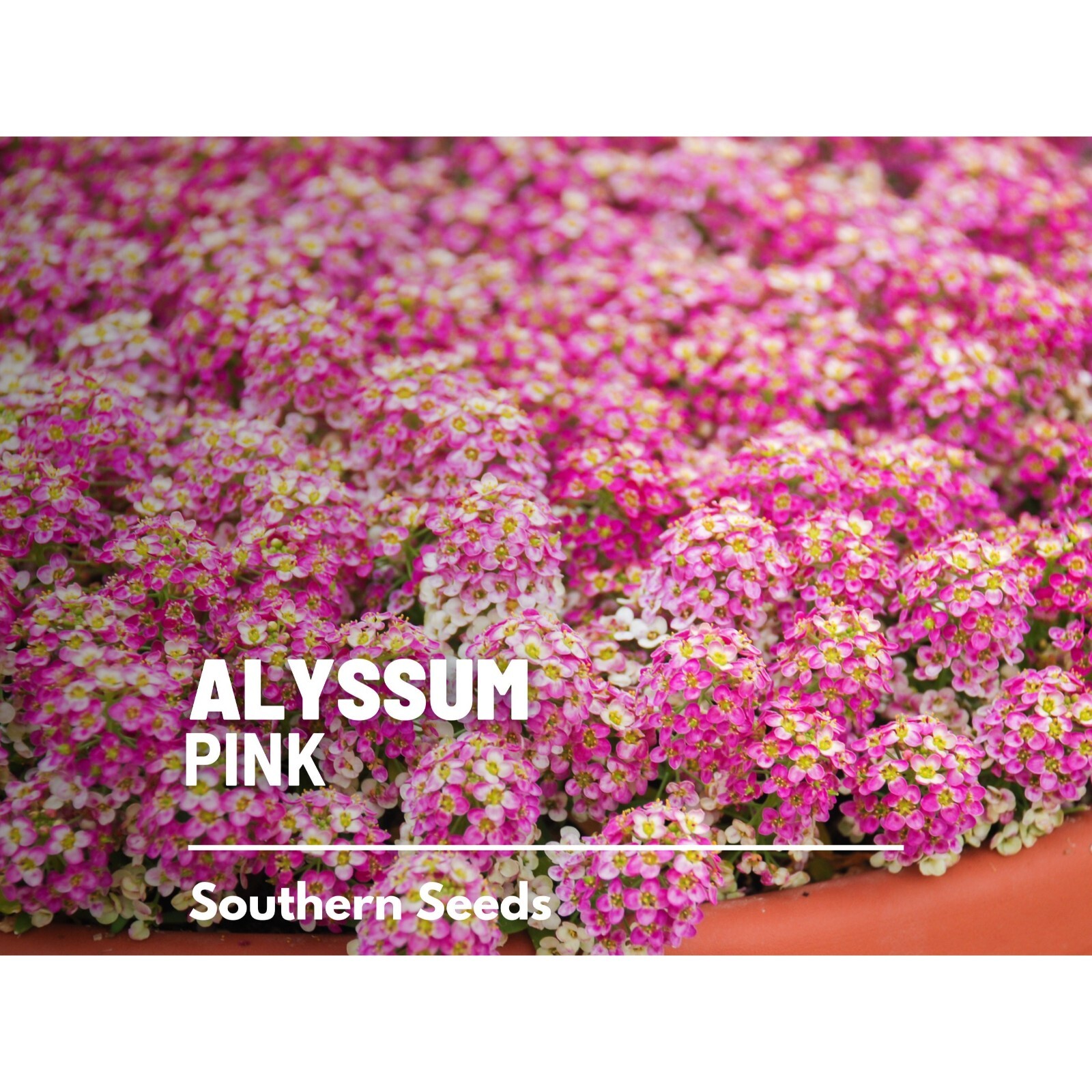Alyssum, Pink Dwarf Sweet – 250 Seeds, Heirloom Flower (Lobularia maritima)