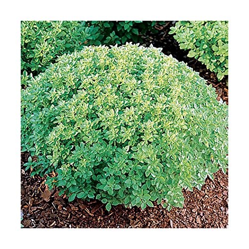 1000 Mixed Herb Seeds Heirloom Non GMO 12 Varieties This is a Mix, Thyme Oreg…