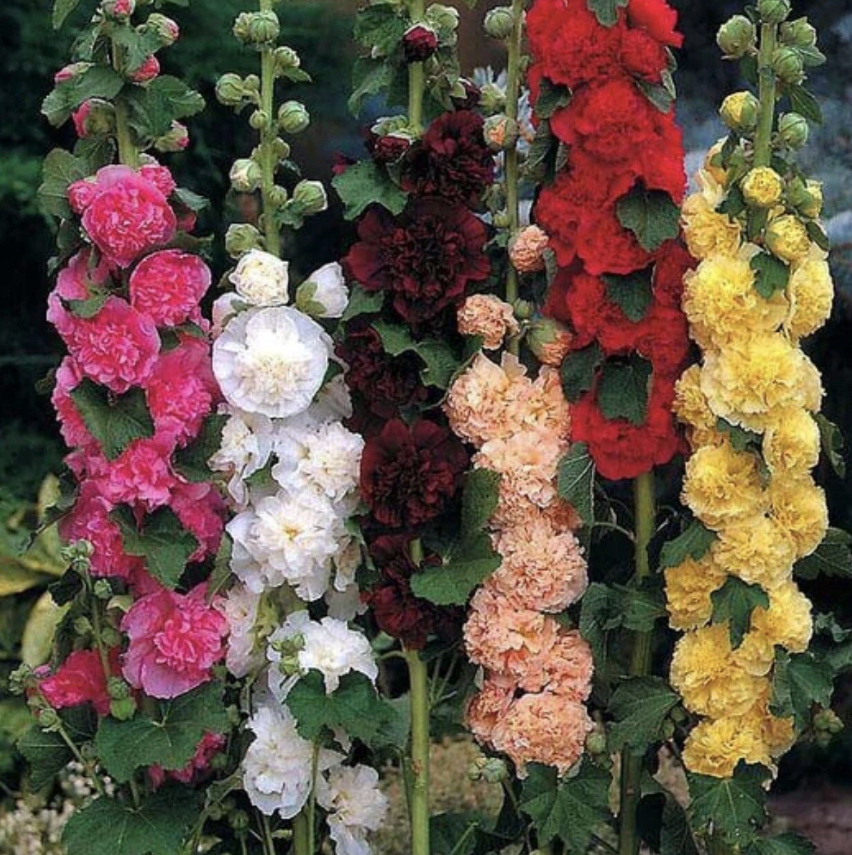 30+ SEEDS Hollyhock Summer Carnival Mix | Perennial