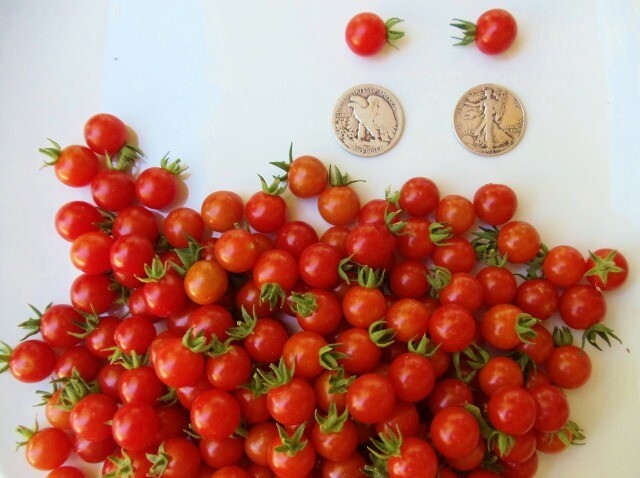 Mrtomatohead’s Top Ten 10, +25 Seed packets of my all time favorites! Will sub