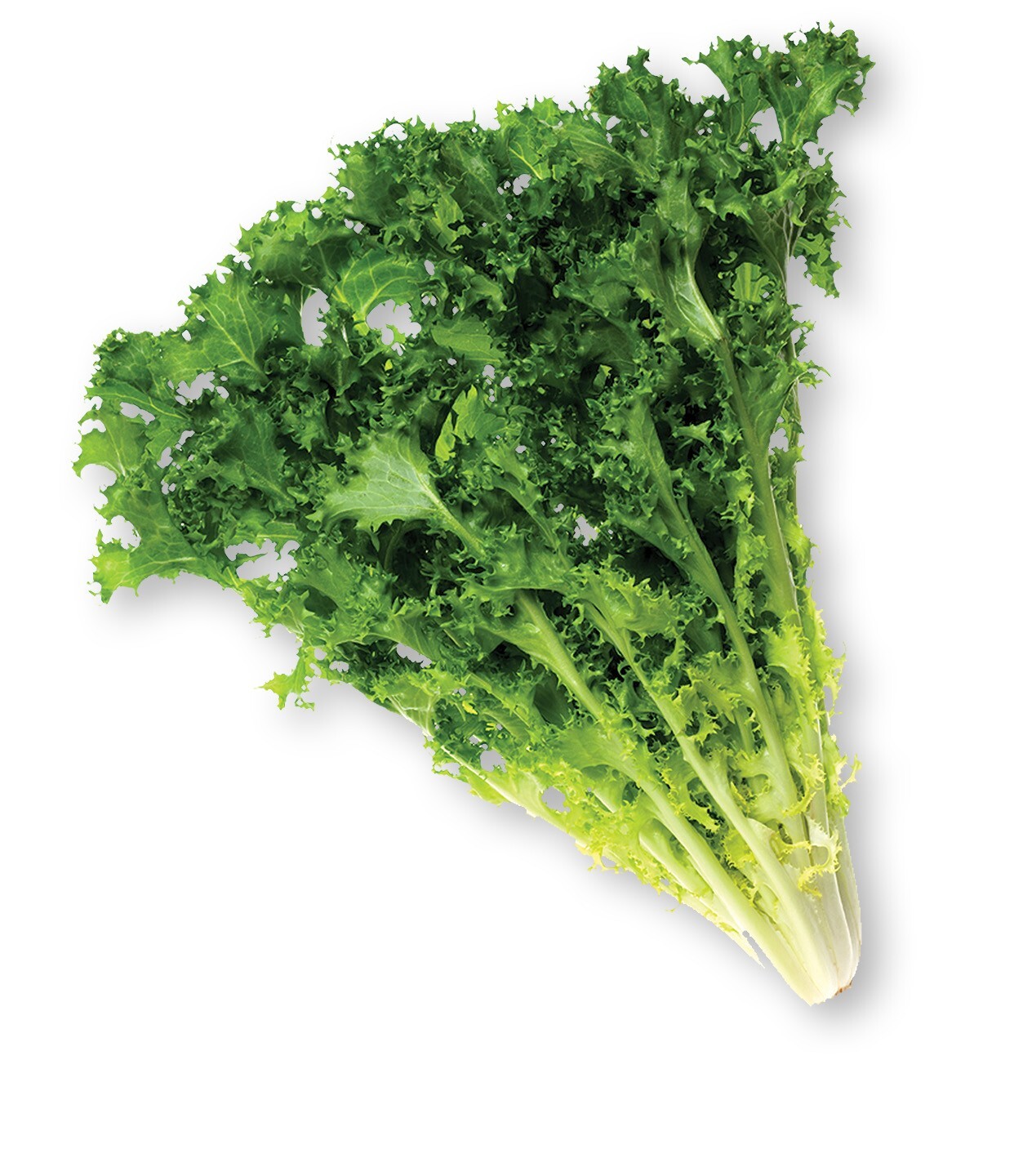 600+ Endive Seeds