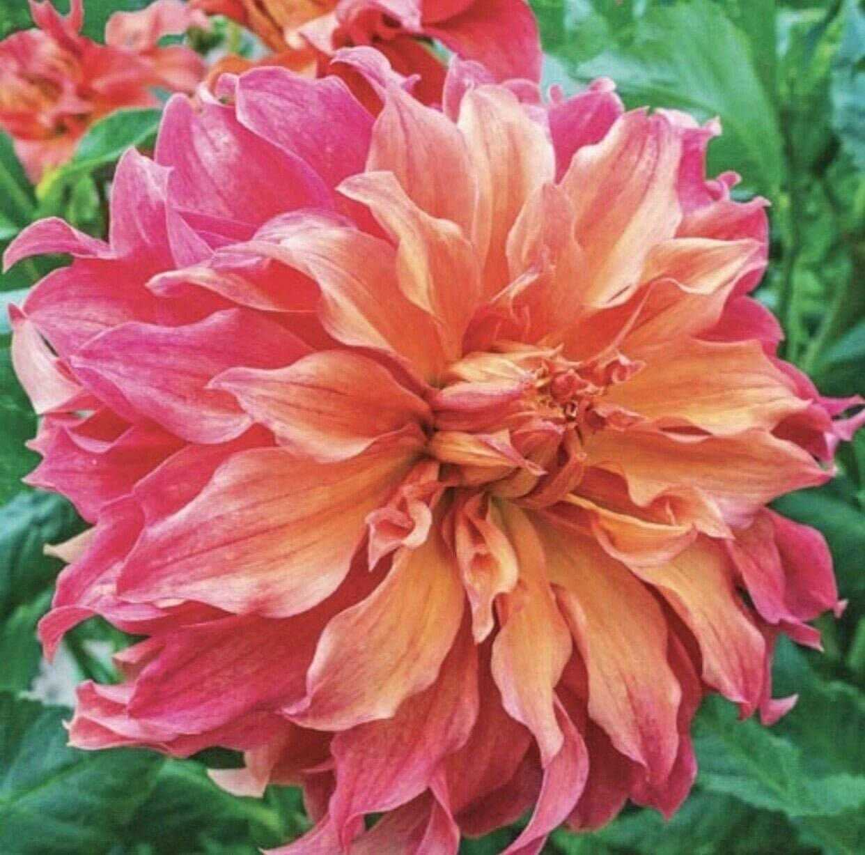 1 Belle of Barmera Dahlia – Large Bulb Size #1 – US Seller