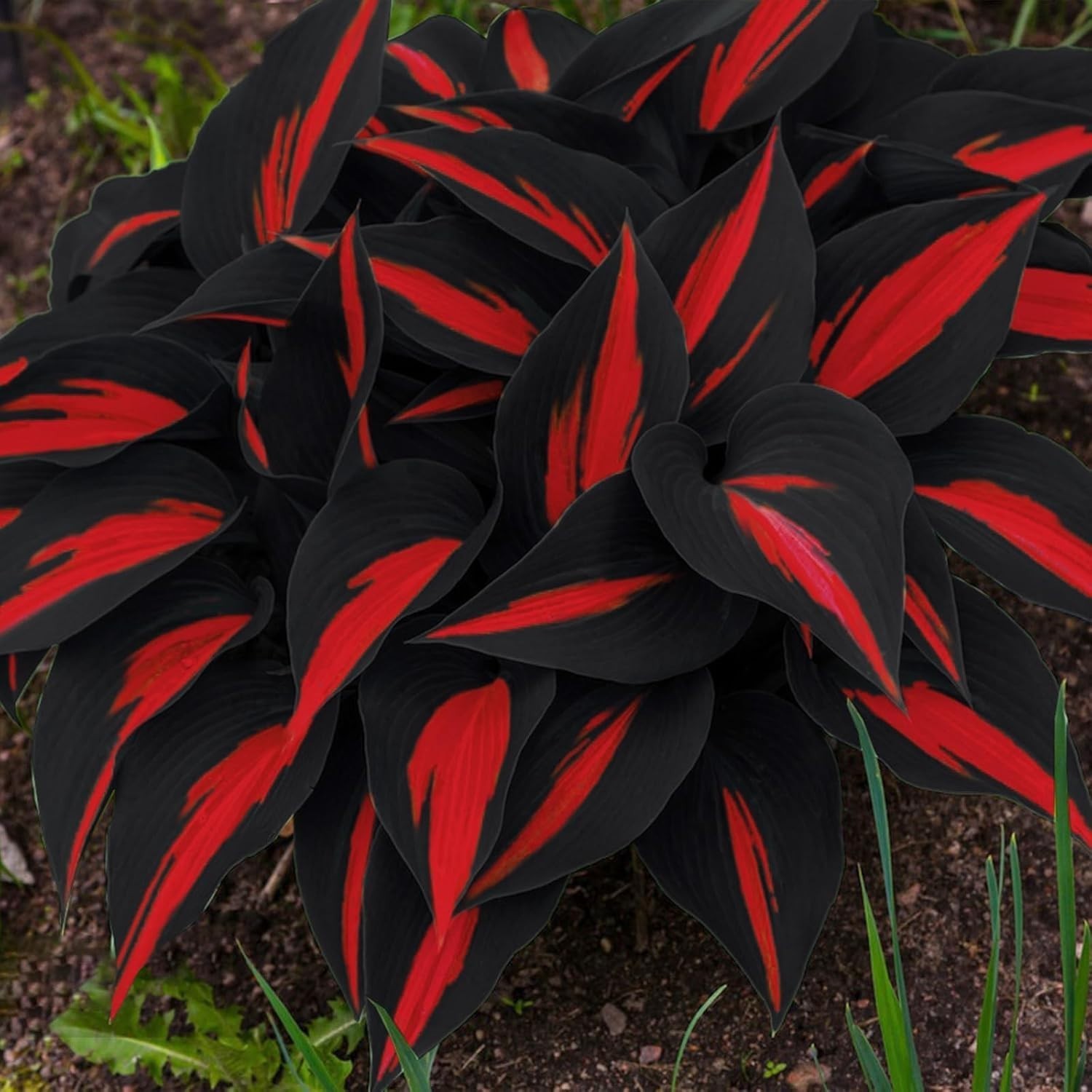 318+ Hosta Seeds – Rare Perennial Plants with Unique Foliage for Shaded Garde…
