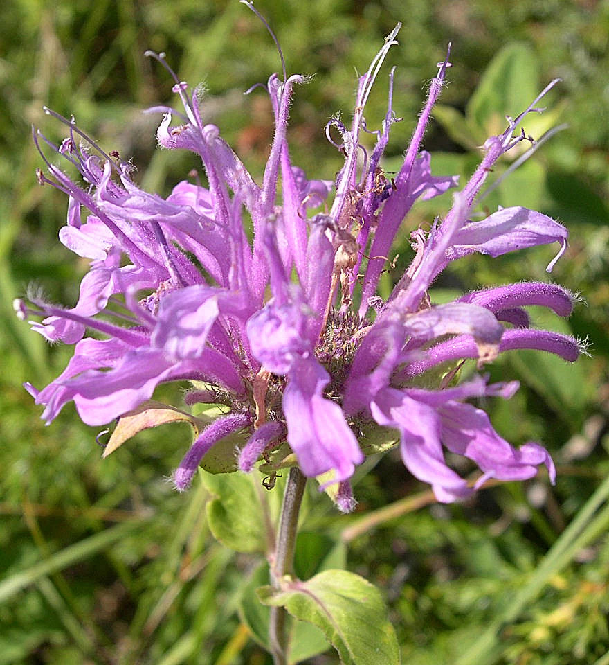 Bee Balm (Wild Bergamot) Seeds – For 2025 Planting Pollinator Magnet Sweet