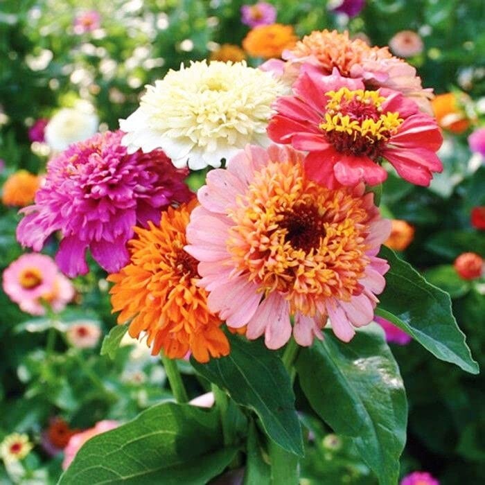 100+ Scabiosa Flowered Mix Zinnia Seeds for Garden – USA – FREE SHIPPING!