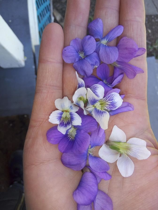 Flash Sale 20x Wild Violet Plants: Mixed Purple White Perennial Bare Root live