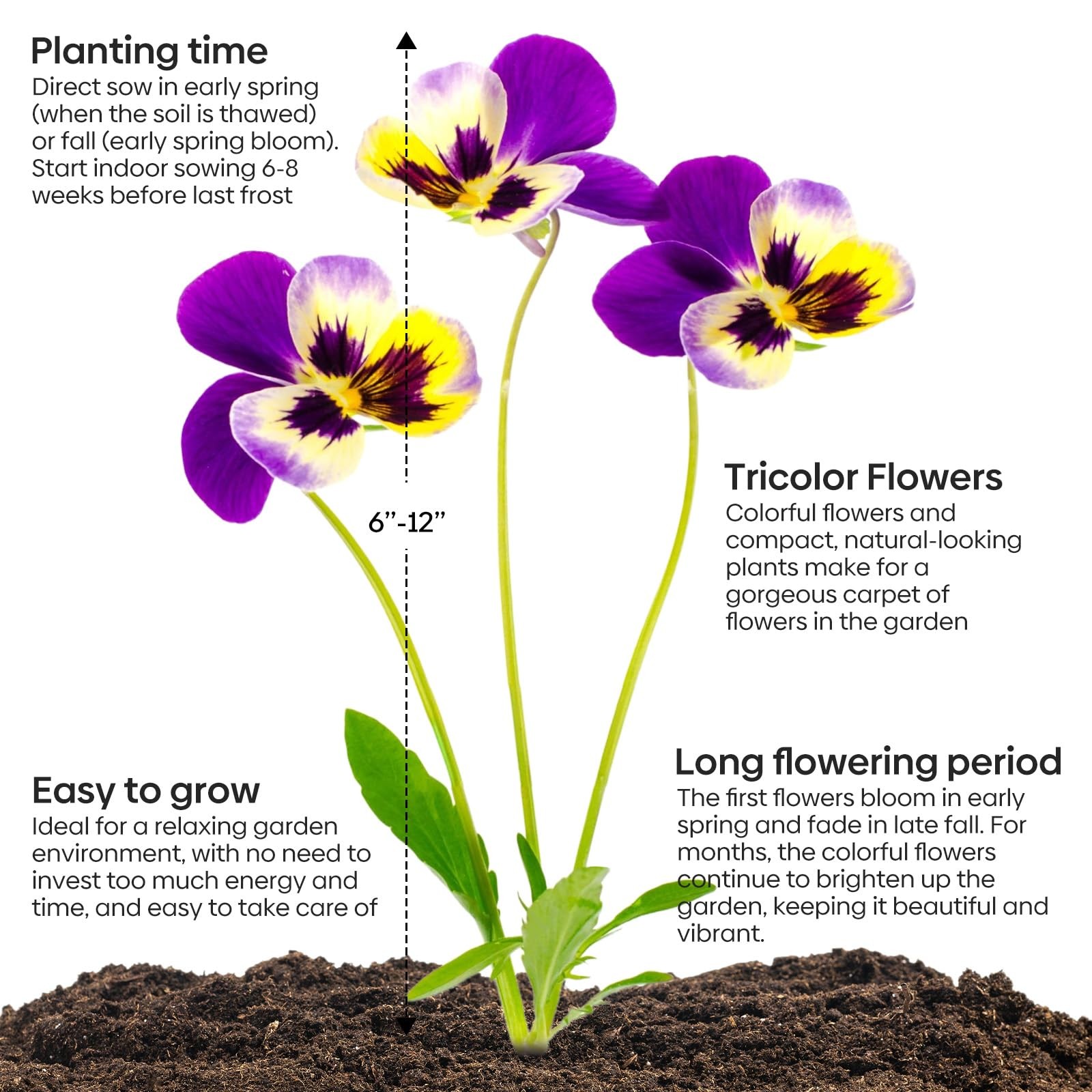 Johnny Jump Up Seeds, 10000+ Perennial Wild Violet Seeds for Planting, Edible…