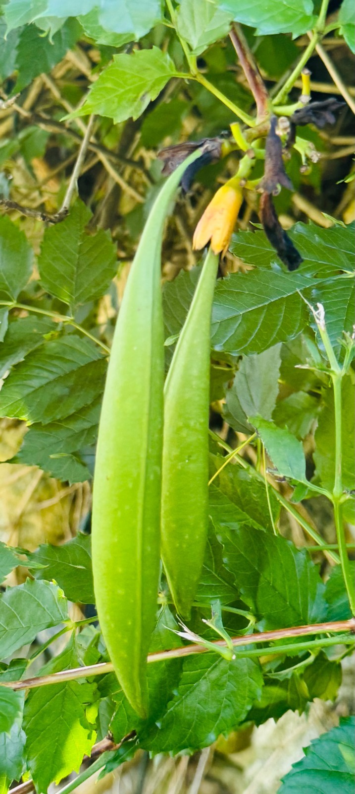 400+ FLOWER VINE SEEDS : Perennial Trumpet Creeper (Campsis radicans) USA SELLER