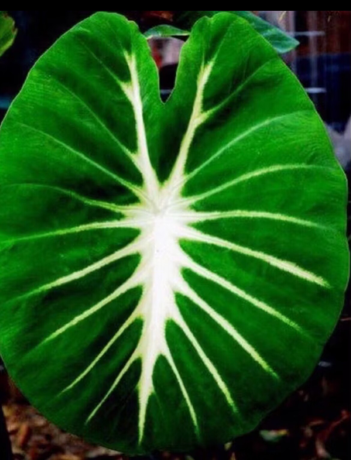 AUTHENTIC Colocasia Nancy Revenge 1 bulbs
