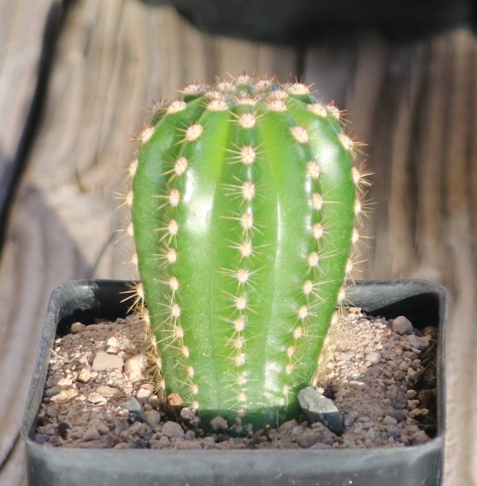 Tricho hybrid ‘Noris’
