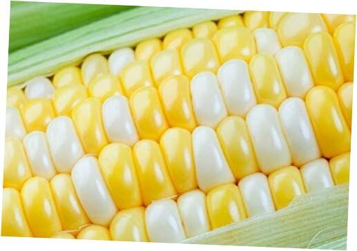 Peaches and Cream Sweet Corn Seeds 250+ Seeds
