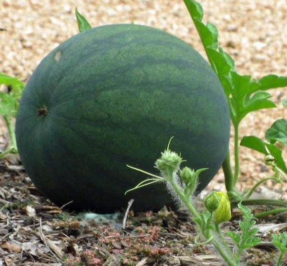 25 Premium Fresh Sweet Sugar Baby | NON-GMO | Watermelon Seeds-B 65
