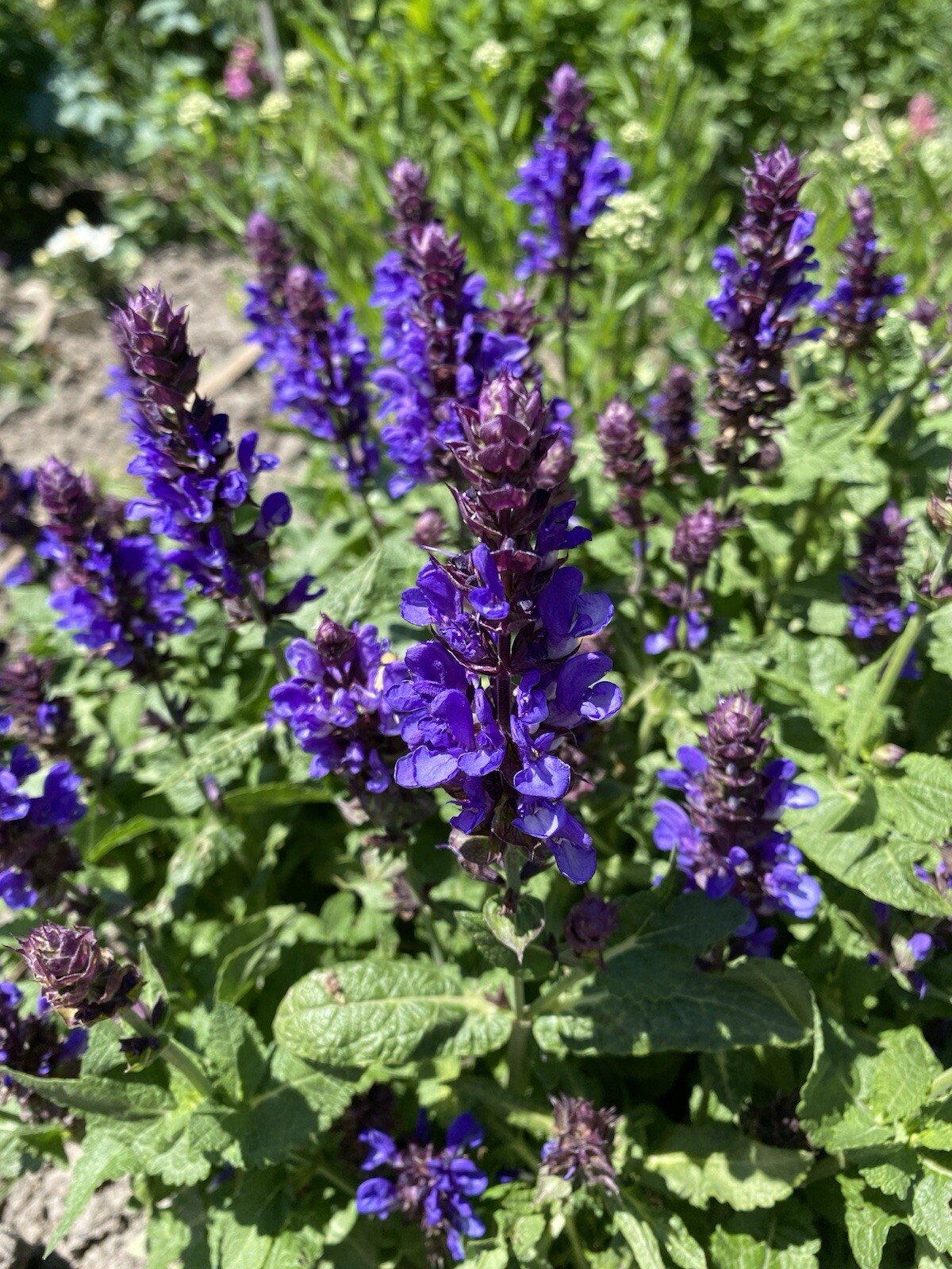 30+ SEEDS Blue Salvia Perennial