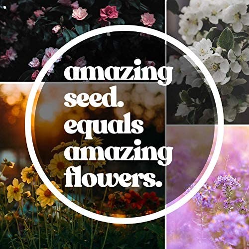 Shade Tolerant Wildflower Seeds Mix 19 Varieties Eco Friendly Non Gmo 3 Oz
