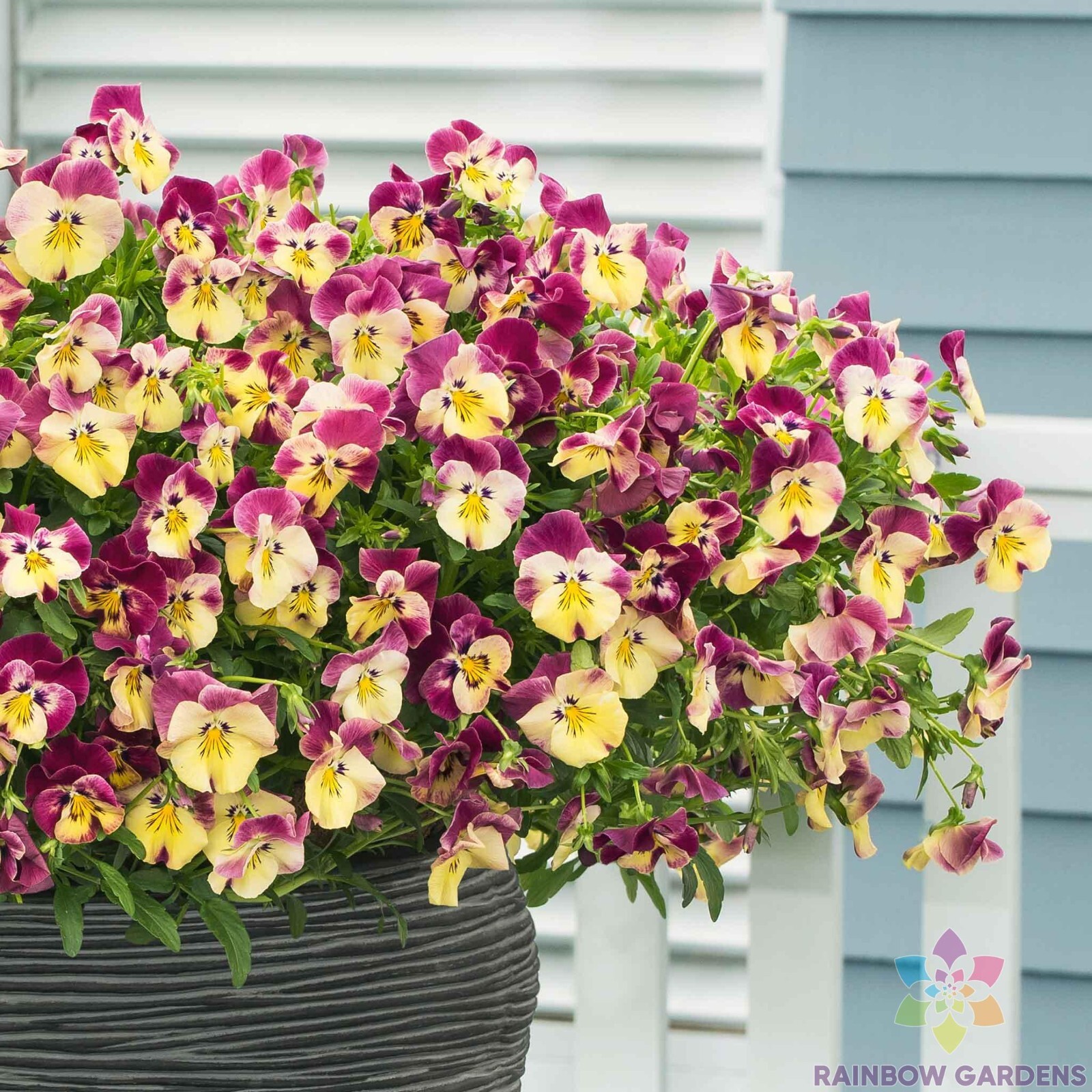 200+ Cool Wave Strawberry Swirl Pansy (Viola) Seeds for Garden – FREE SHIPPING!
