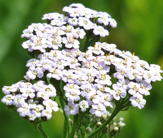 YARROW WHITE Achillea Millefolium – 12,000 Bulk Seeds