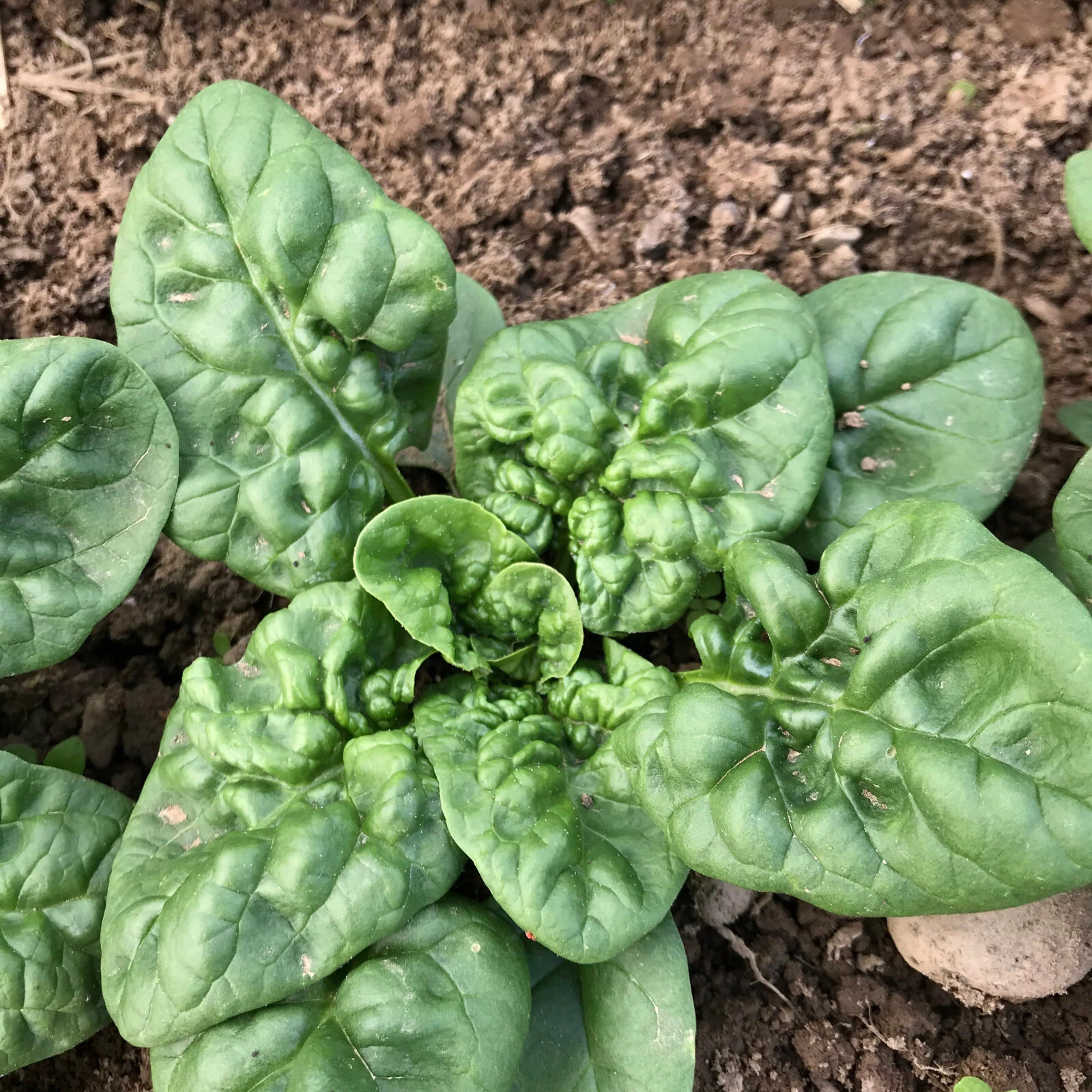 200 BLOOMSDALE SPINACH SEEDS FRESH HARVEST FOR 2024 GARDENS