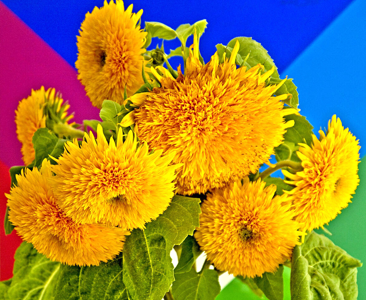 60 SEEDS – sunflower TEDDY BEAR yellow flower TEDDYBEAR GroCo – BUY 15-SHIPS FRE