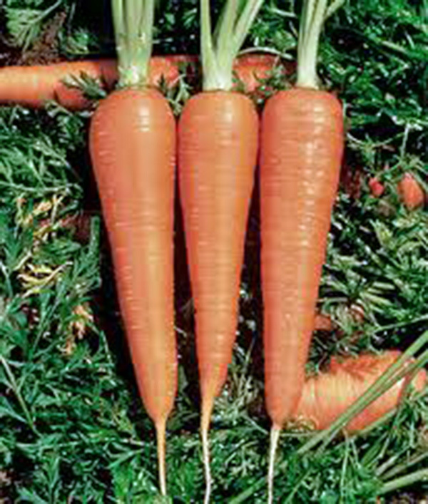 CARROTS, DANVERS 126, HEIRLOOM, 50+ SEEDS