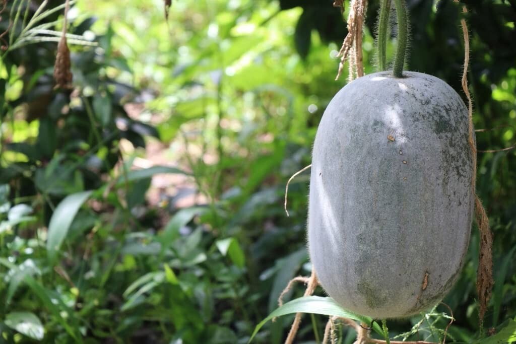 100 Chinese Watermelon Wax Gourd White Winter Melon Seeds for Planting – Non-GMO