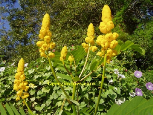 Cassia alata Empress Candleabra Plant 10 seeds
