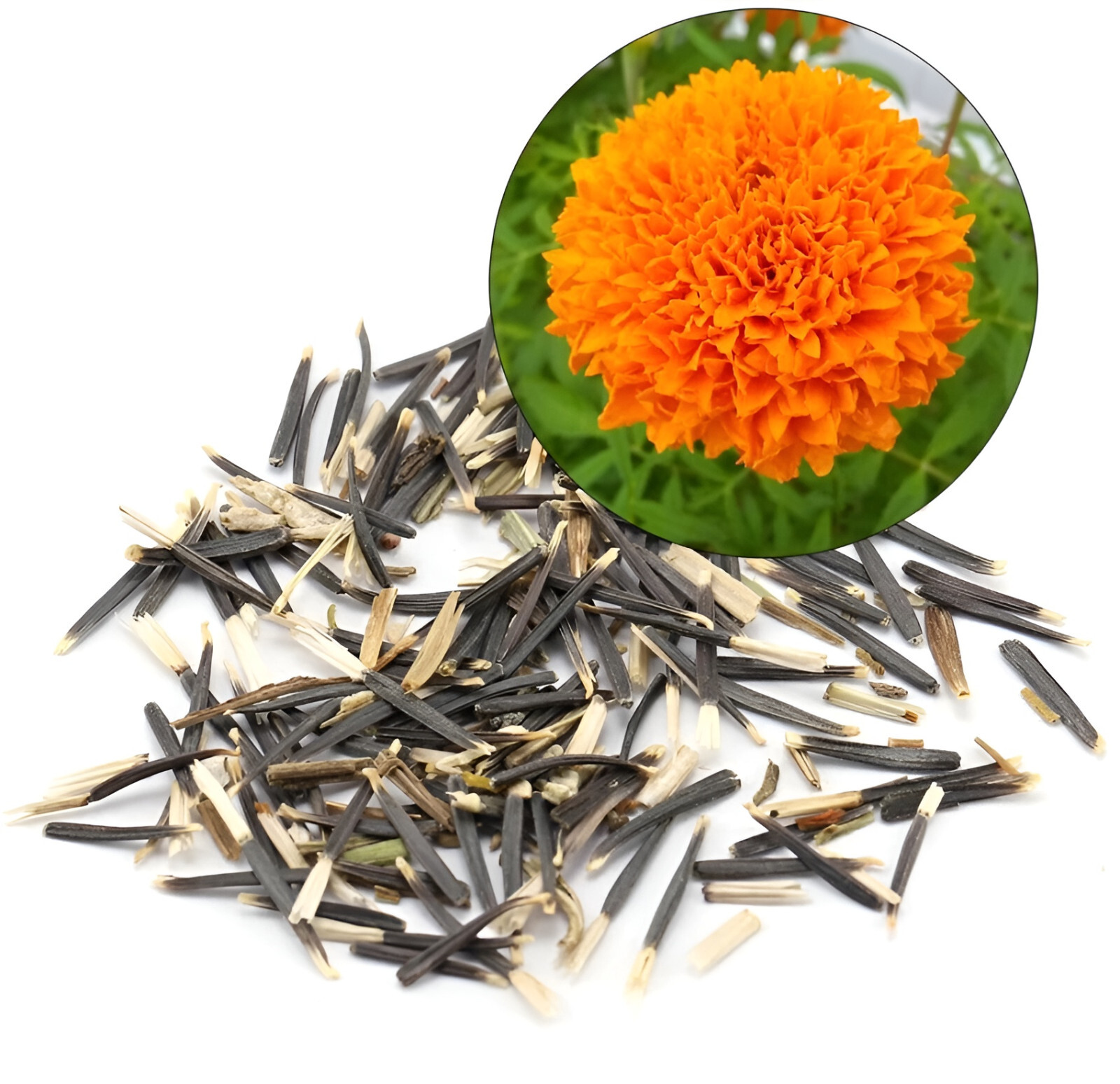 300 French Marigold Seeds: Sparky- Beautiful Orange and Yellow Blooms