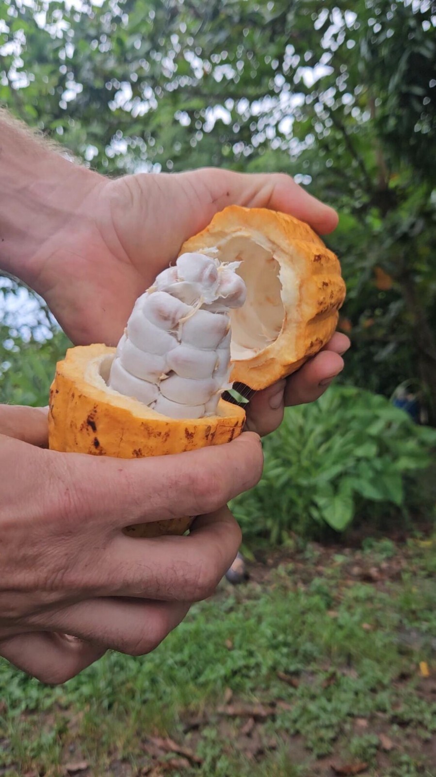Yellow Pod Theobroma Cacao, 10 seeds Harvested fresh for each order, Ships Free
