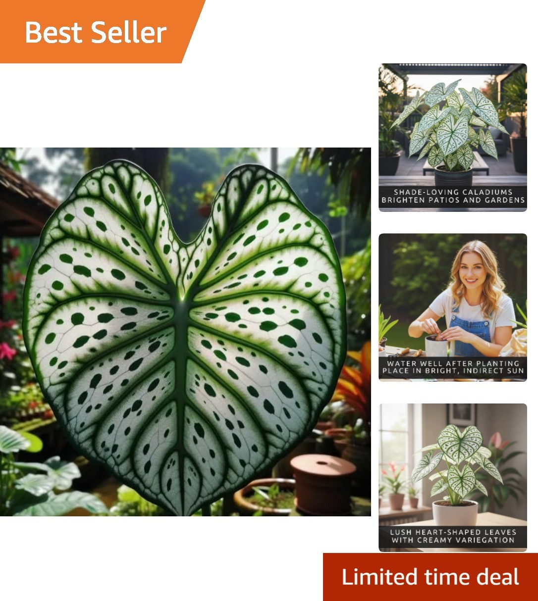 Vibrant Green and White Caladium Bulbs – Perfect Gift for Plant Lovers (6 Bulbs)