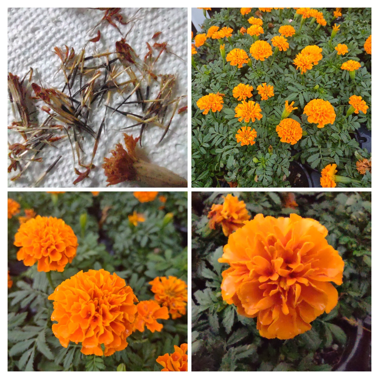 French Marigold Mix Flower Seeds, 100 Seeds, Tagetes Patula, Seed,Free Shipping