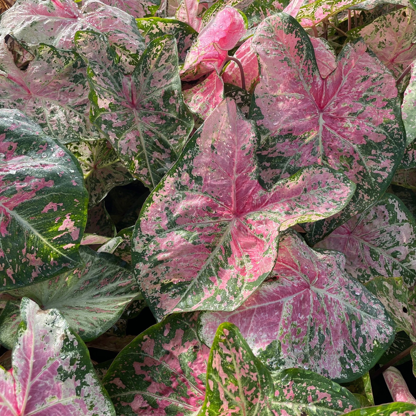 Caladium Pink Cloud 3 Plant Bulbs, Summer Foliage Partial Shade, Easy to Grow