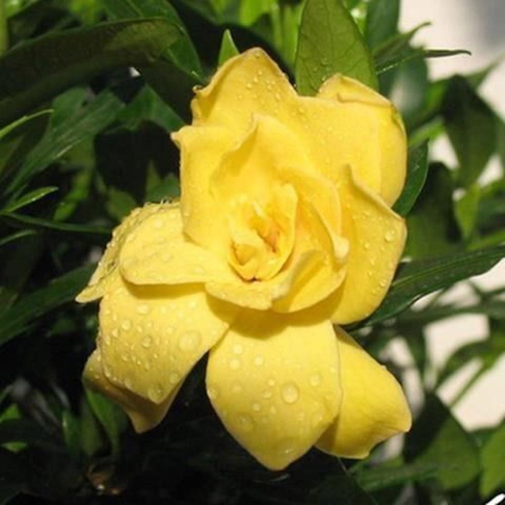 20 SEEDS GARDENIA for germination blossom flowering bud bloom exotic garden bed