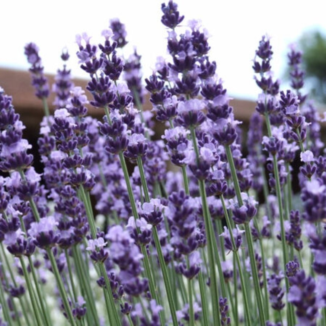 1000+ Vera Lavender Herb Seeds | Vera English | relaxation and relieve stress.