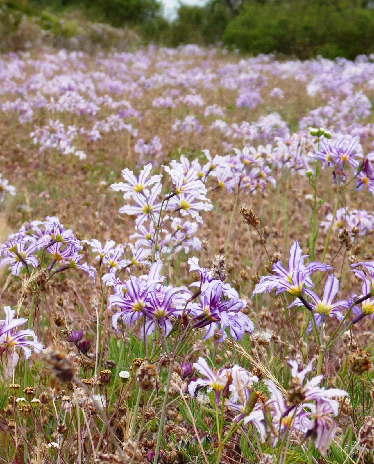 Leucocoryne vittata Andean Glory of the Sun Lily 10 seeds