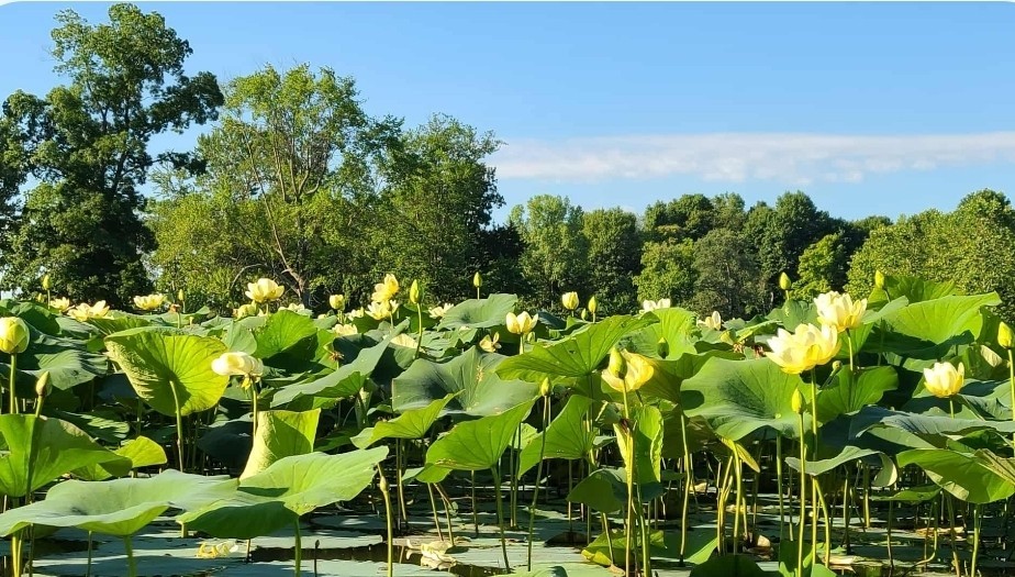 40 Seeds Yellow Lotus Flower Seeds American Water Lily – Pots or Pond!